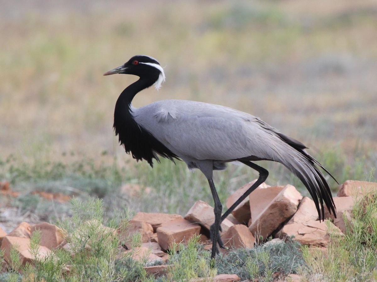 Demoiselle Crane
